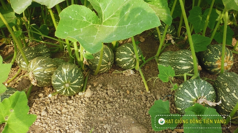 PLANTING GUIDE OF F1 BUTTERNUT PUMPKIN SEEDS - TLP 868