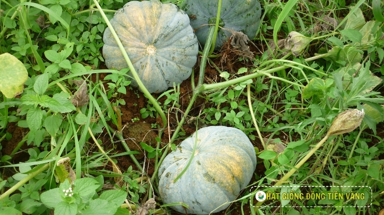 PLANTING GUIDE OF F1 BIG ROUND PUMPKIN SEEDS - TLP 368
