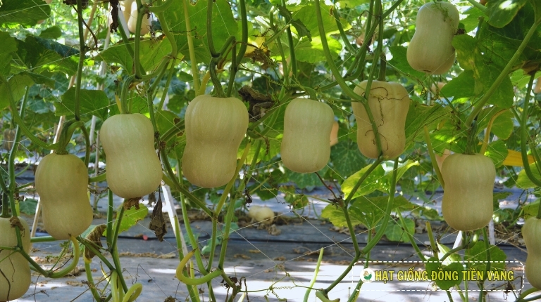 PLANTING GUIDE OF F1 PUMPKIN SEEDS - GRACE 1.0