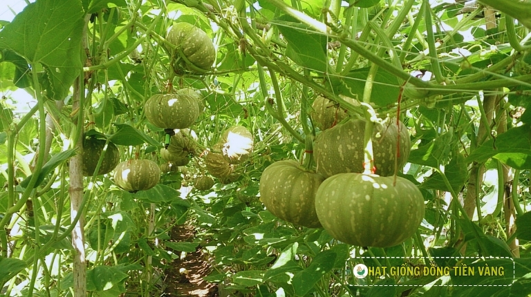 PLANTING GUIDE OF F1 ROUND PLATE PUMPKIN F1 - HOAN CAU 36