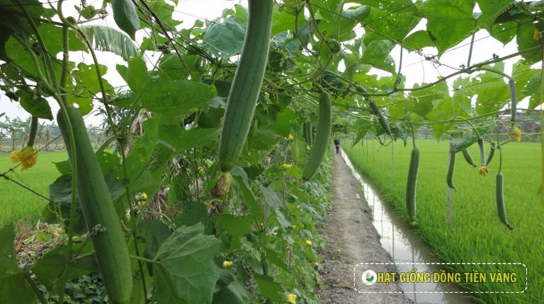 PLANTING GUIDE OF F1 SMOOTH LUFFA SEEDS – SWEET MELO 62