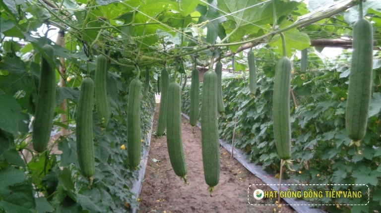 PLANTING GUIDE OF F1 SMOOTH LUFFA SEEDS – MELO 59