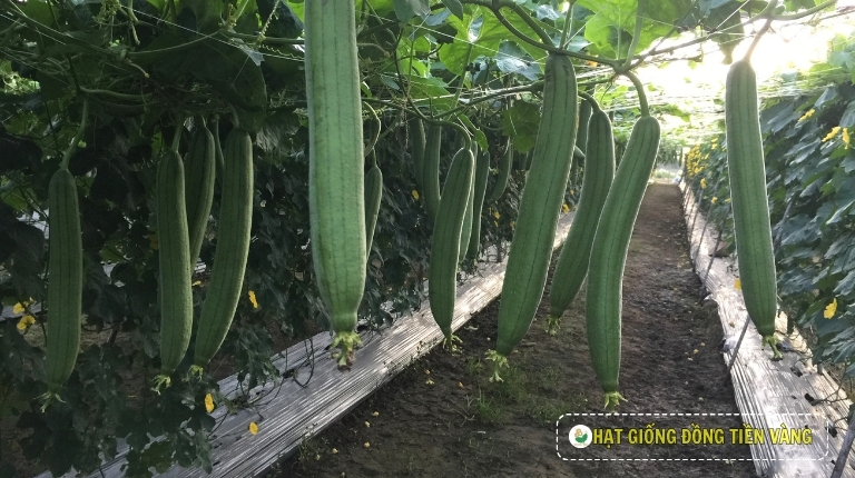 PLANTING GUIDE OF F1 SMOOTH LUFFA SEEDS – THANH DIU 1.0