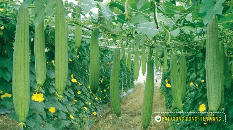 PLANTING GUIDE OF F1 SMOOTH LUFFA SEEDS – THANH DIU