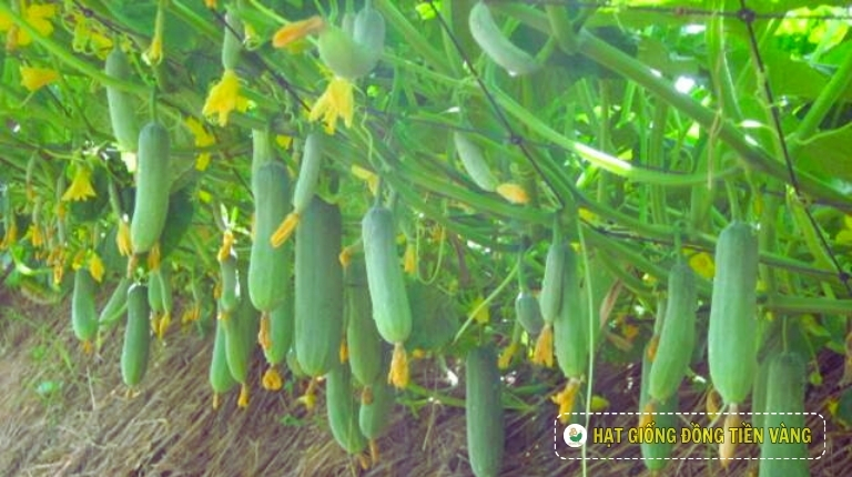 PLANTING GUIDE OF F1 CUCUMBER SEEDS – GALAXY 102