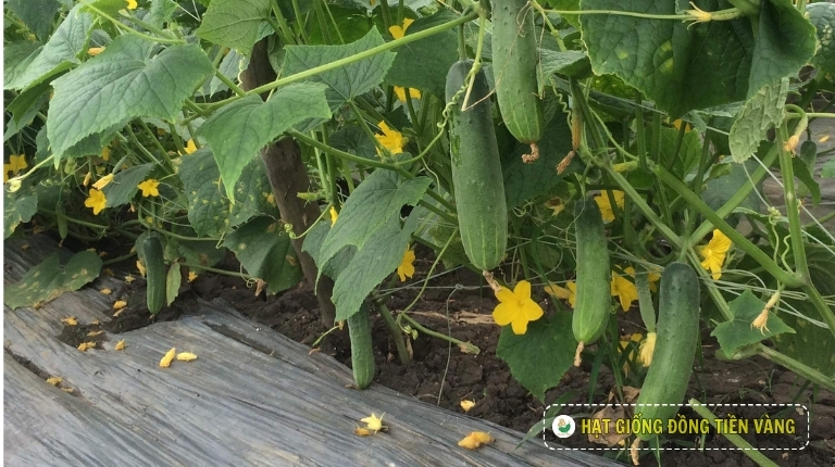 PLANTING GUIDE OF F1 CUCUMBER SEEDS – TLP 679