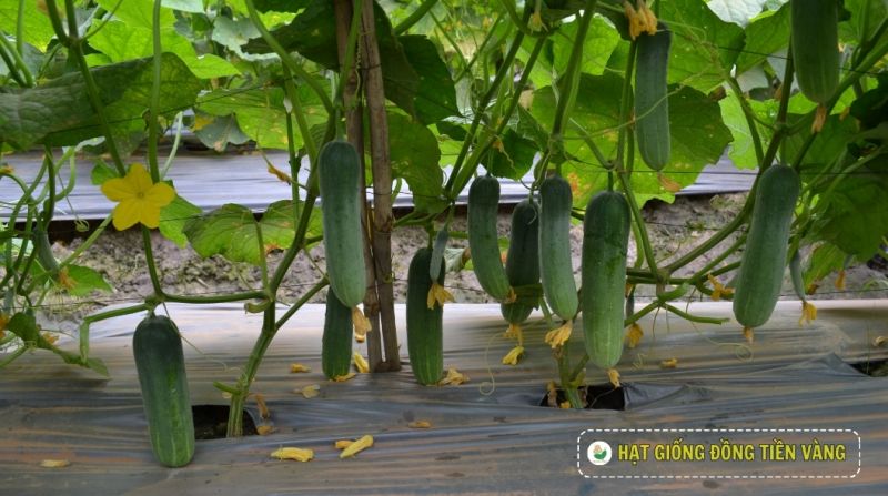PLANTING GUIDE OF F1 CUCUMBER SEEDS – GALAXY 79