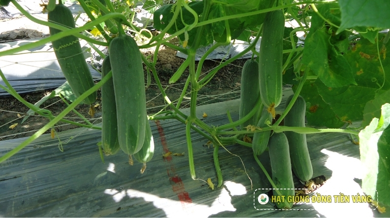 PLANTING GUIDE OF F1 CUCUMBER SEEDS – GALAXY 113