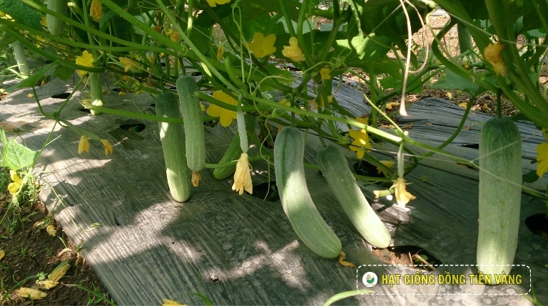 PLANTING GUIDE OF F1 CUCUMBER SEEDS – VENUS 63