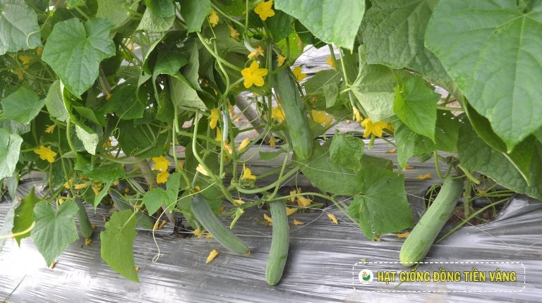 PLANTING GUIDE OF F1 CUCUMBER SEEDS – TLP 868