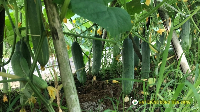 PLANTING GUIDE OF F1 CUCUMBER SEEDS – GALAXY 102 NEW