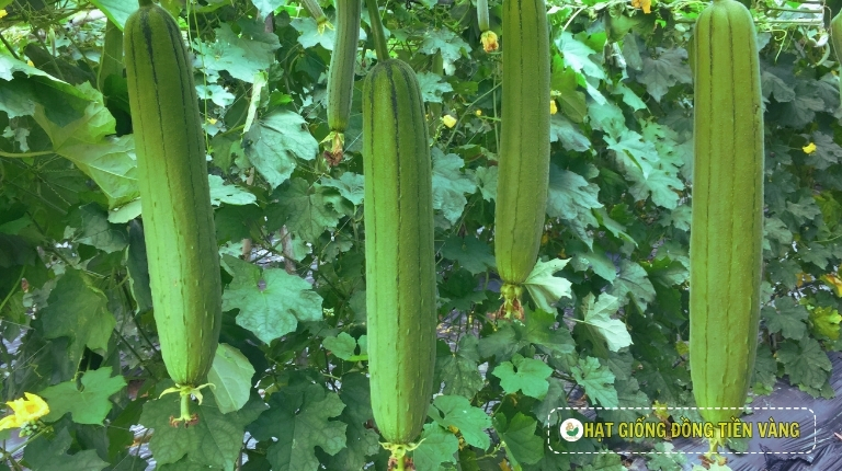 PLANTING GUIDE OF F1 SMOOTH LUFFA SEEDS – MELO 58