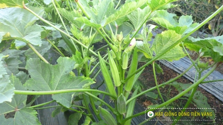 PLANTING GUIDE OF WHITE OKRA SEEDS – TLP 18