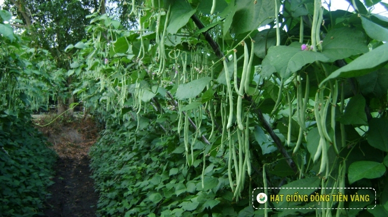 PLANTING GUIDE OF FRENCH BEAN SEEDS – TLP 68