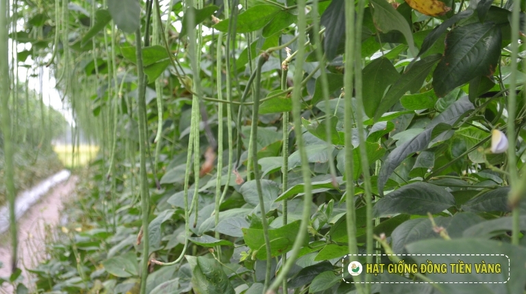 PLANTING GUIDE OF YARD LONG BEAN LAC NHAN SEEDS – TLP 69