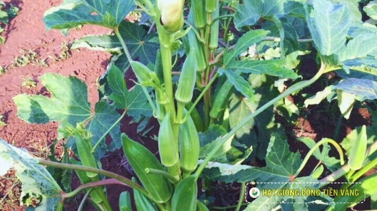 PLANTING GUIDE OF GREEN OKRA SEES – TLP 112