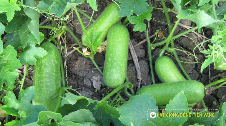 PLANTING GUIDE OF F1 WAX GOURD SEEDS – TLP 5168