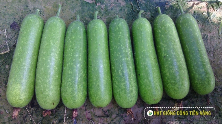 PLANTING GUIDE OF F1 WAX GOURD SEEDS – LUXURY 5268