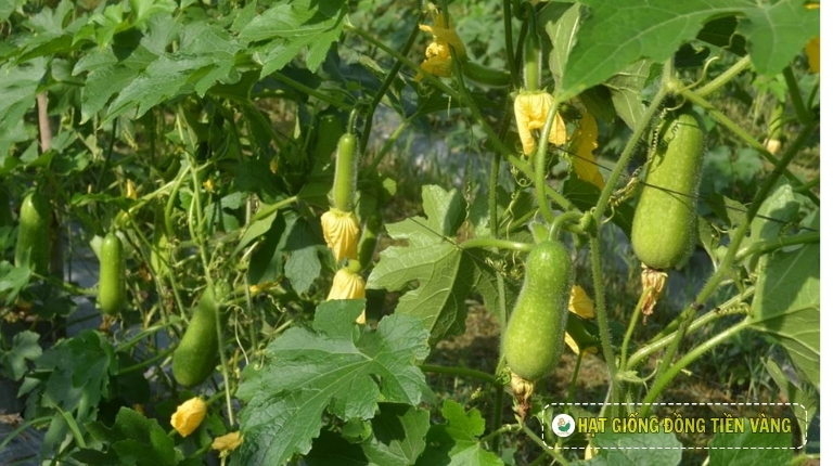 PLANTING GUIDE OF F1 WAX GOURD SEEDS – JAVA 68