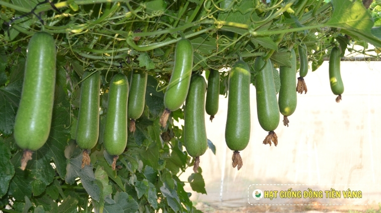 PLANTING GUIDE OF F1 WAX GOURD SEEDS – JAVA 69