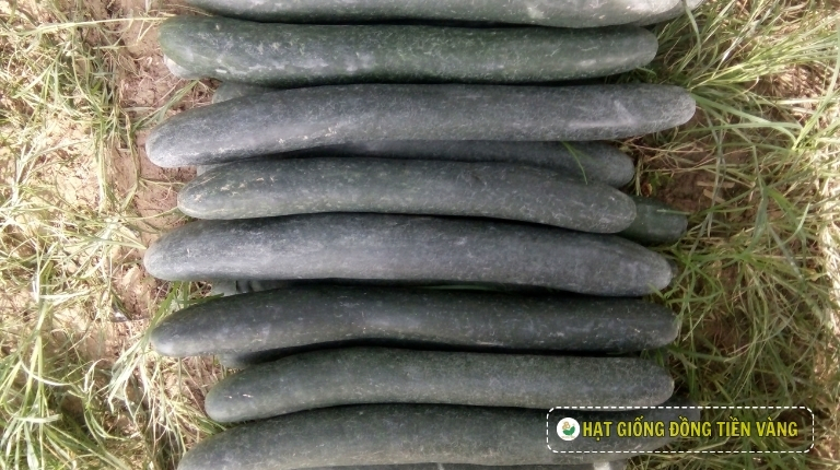 PLANTING GUIDE OF F1 WAX GOURD SEEDS – LUCKY N0. 1