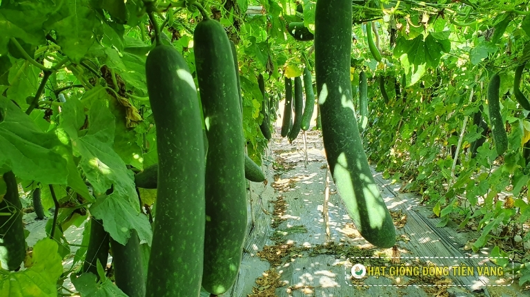 PLANTING GUIDE OF F1 WAX GOURD SEEDS – GREEN 258