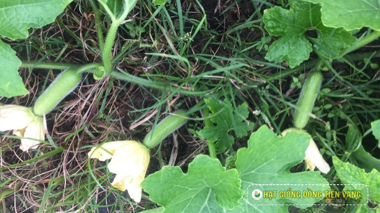 PLANTING GUIDE OF F1 WAX GOURD SEEDS – CREEP N0.1