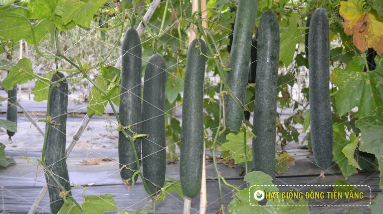PLANTING GUIDE OF F1 WAX GOURD SEEDS – GREEN 558