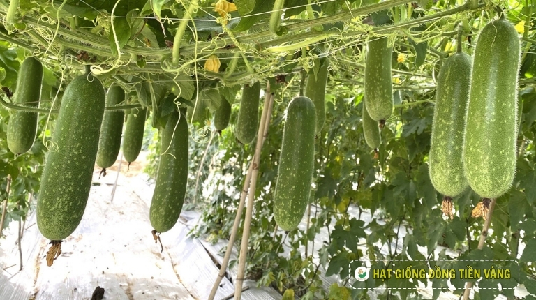 PLANTING GUIDE OF F1 WAX GOURD SEEDS – LUXURY 5268