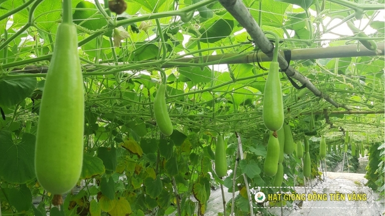 PLANTING GUIDE OF F1 BOTTLE GOURD SEEDS – VISION 111