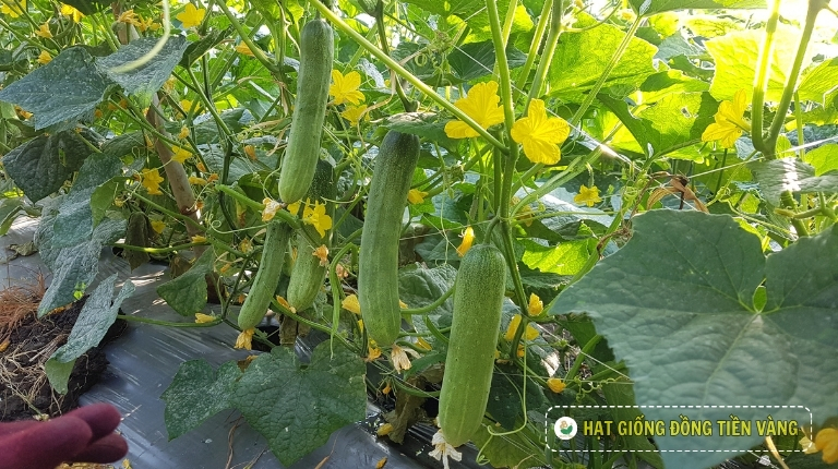PLANTING GUIDE OF F1 CUCUMBER SEEDS – NIKE 12