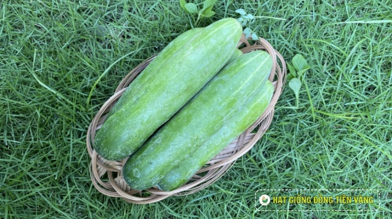 PLANTING GUIDE OF F1 CUCUMBER SEEDS – GALAXY 116