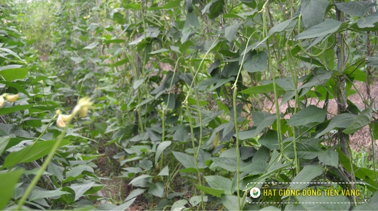 PLANTING GUIDE OF YARD LONG BEAN SEEDS – SNAKE N0.1