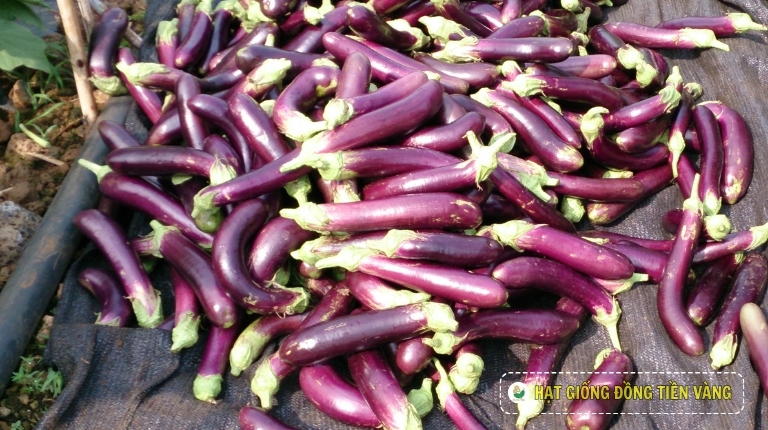 PLANTING GUIDE OF EGGPLANT SEEDS – TLP 9999