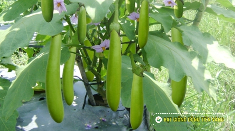 PLANTING GUIDE OF F1 GREEN EGGPLANT SEEDS – TLP 893