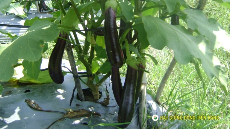 PLANTING GUIDE OF F1 EGGPLANT SEEDS – TLP 888