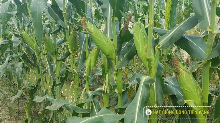 PLANTING GUIDE OF F1 GLUTINOUS CORN SEEDS – FUTURE 16