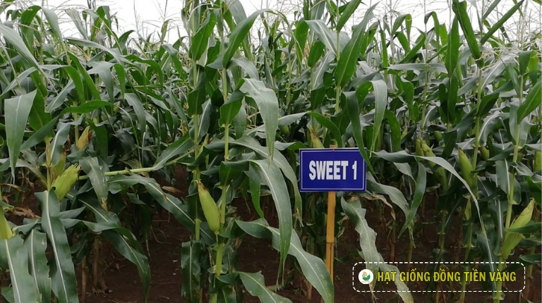 PLANTING GUIDE OF F1 SWEET CORN SEEDS – SWEET 1