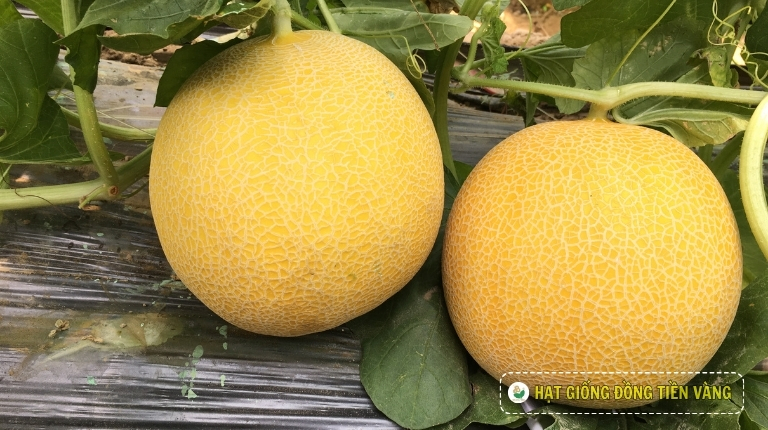 PLANTING GUIDE OF F1 NETTING MELON SEEDS – HONEYDEW 1