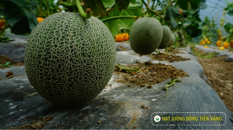 PLANTING GUIDE OF F1 NETTING MELON SEEDS – NET 11