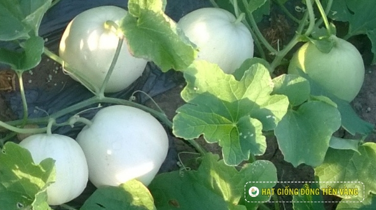 PLANTING GUIDE OF F1 MELON SEEDS – SUGAR 01
