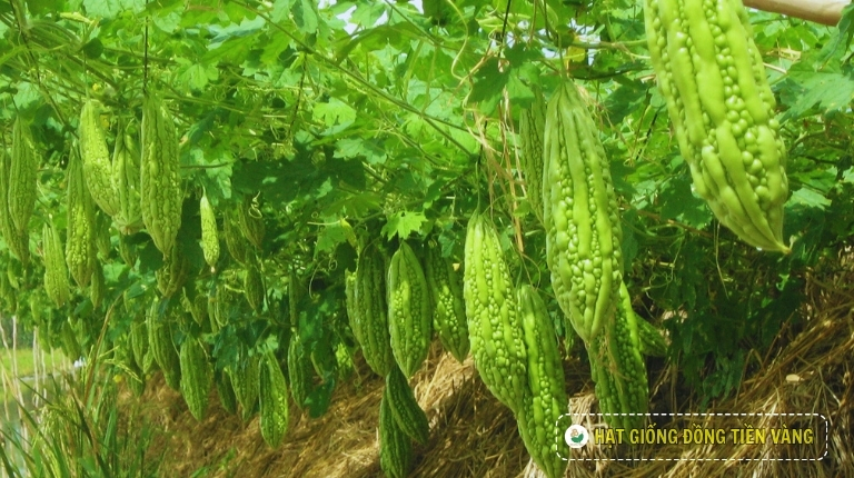PLANTING GUIDE OF F1 BITTER GOURD SEEDS – TLP 18