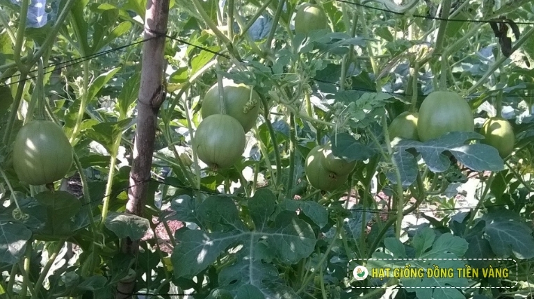 PLANTING GUIDE OF F1 BABY WATERMELON F1 - HI BABY 136