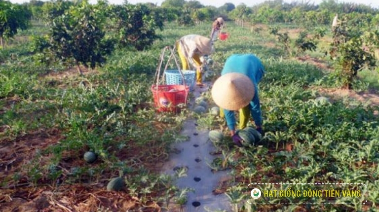 PLANTING GUIDE OF F1 WATERMELON SEEDS - QUEEN 58