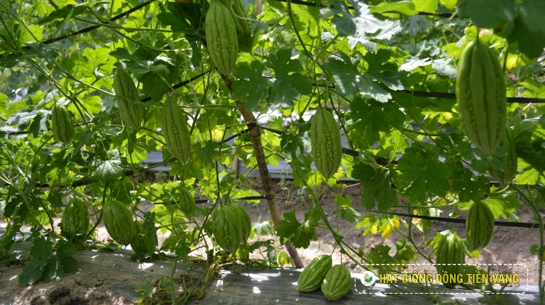 PLANTING GUIDE OF F1 BITTER GOURD SEEDS – TLP 911