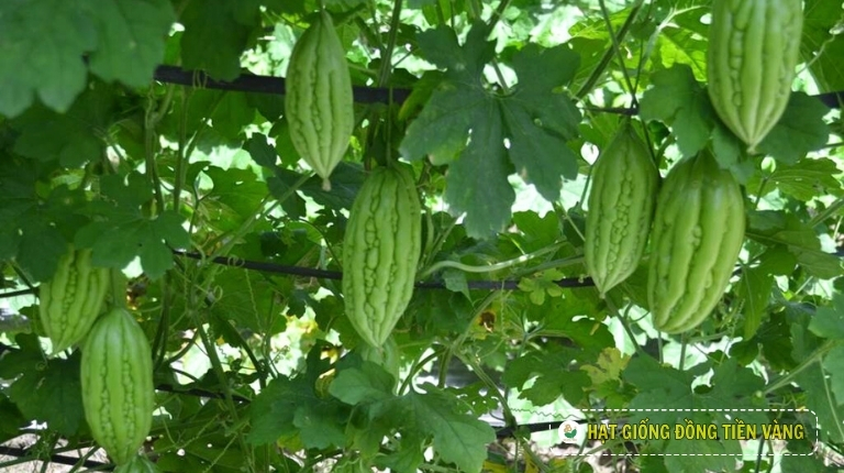 PLANTING GUIDE OF F1 BITTER GOURD SEEDS – TLP 913