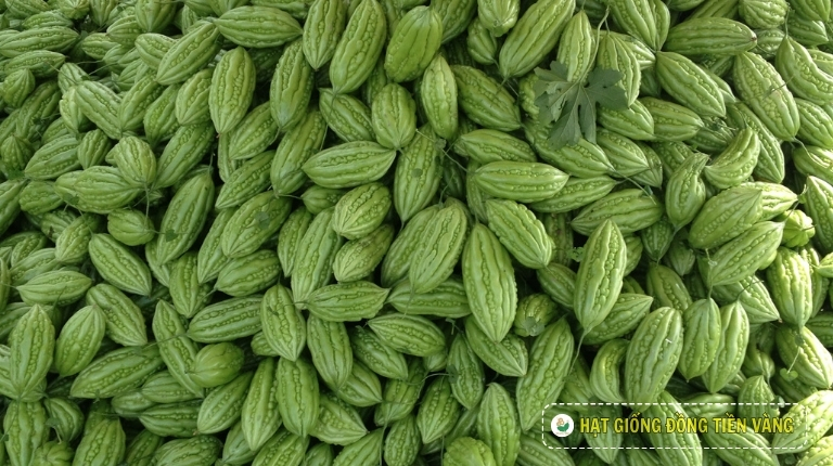 PLANTING GUIDE OF F1 BITTER GOURD SEEDS – TLP 919