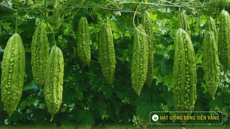 PLANTING GUIDE OF F1 BITTER GOURD SEEDS – SUKHOI 29