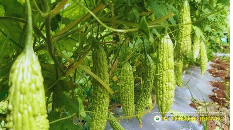 PLANTING GUIDE OF F1 BITTER GOURD SEEDS – SUKHOI 32